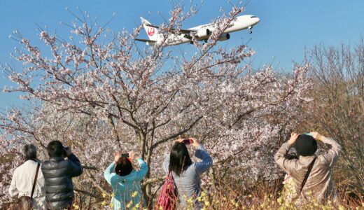 “Sakura-no-yama Park” -15 minutes from Narita Airport to reach the view spot of planes and cherry blossoms.